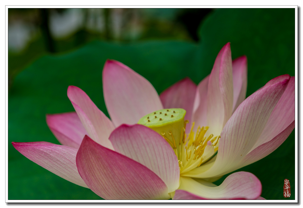 早几个月拍的一组荷花 - 佛系跨界小白 - 图虫