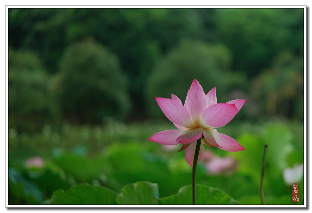 早几个月拍的一组荷花 - 佛系跨界小白 - 图虫