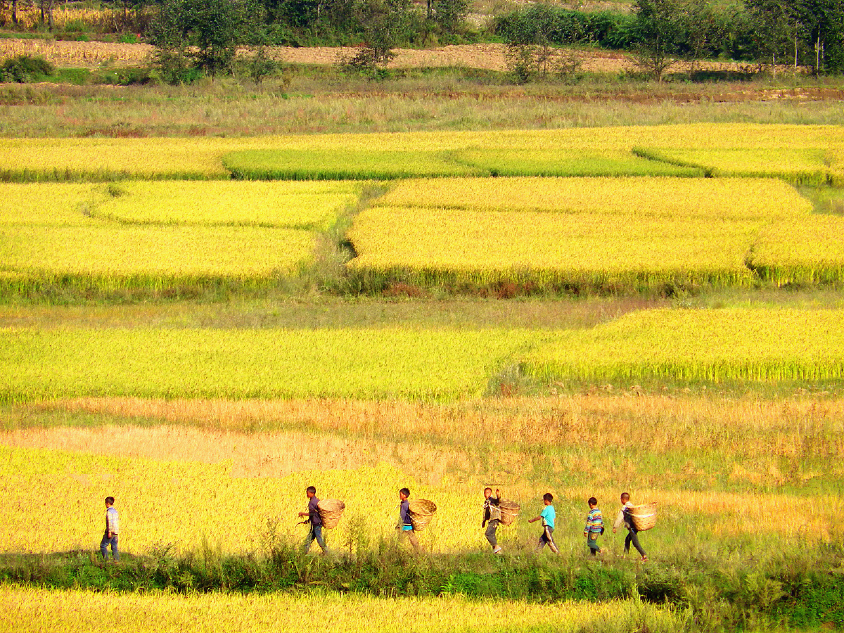 《希望的田野》