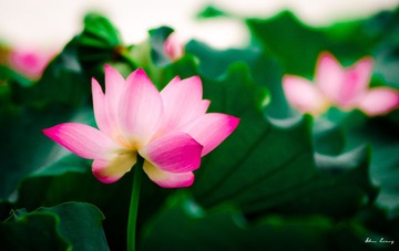 杭州荷花