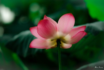 杭州荷花2