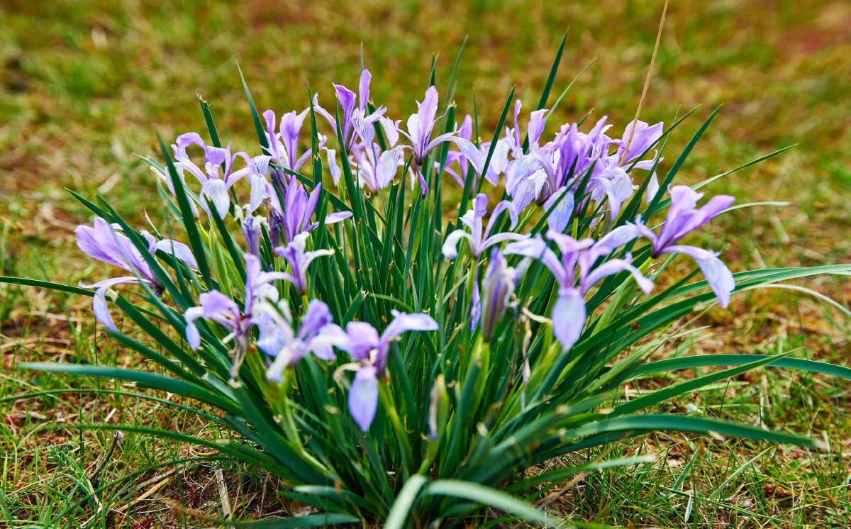 大漠风光马兰花之旅