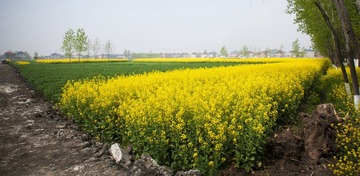 油菜花BBB.jpg