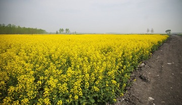 油菜花CCC.jpg