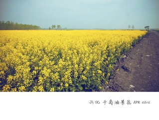 JP SYTLE 油菜花CCC.jpg