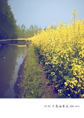 JP SYTLE 油菜花DDD.jpg