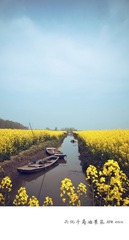 JP SYTLE 油菜花FFF.jpg