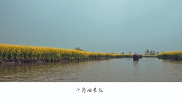 千岛油菜花AA.jpg