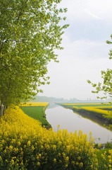 油菜花AAA.jpg