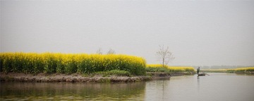 油菜花DDD.jpg