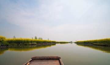 油菜花GGG.jpg