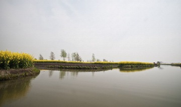 油菜花HHH.jpg