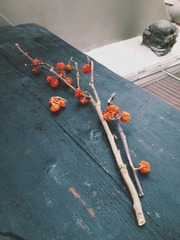 柿花