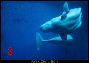 IMG_2964_