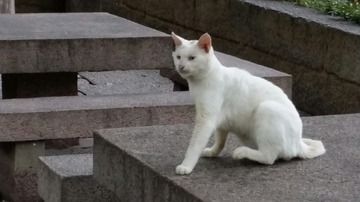 1306536