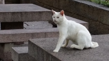 1306536