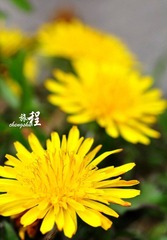 路边的小黄花··