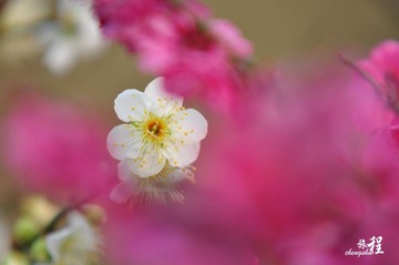 众花之中瞥见你·