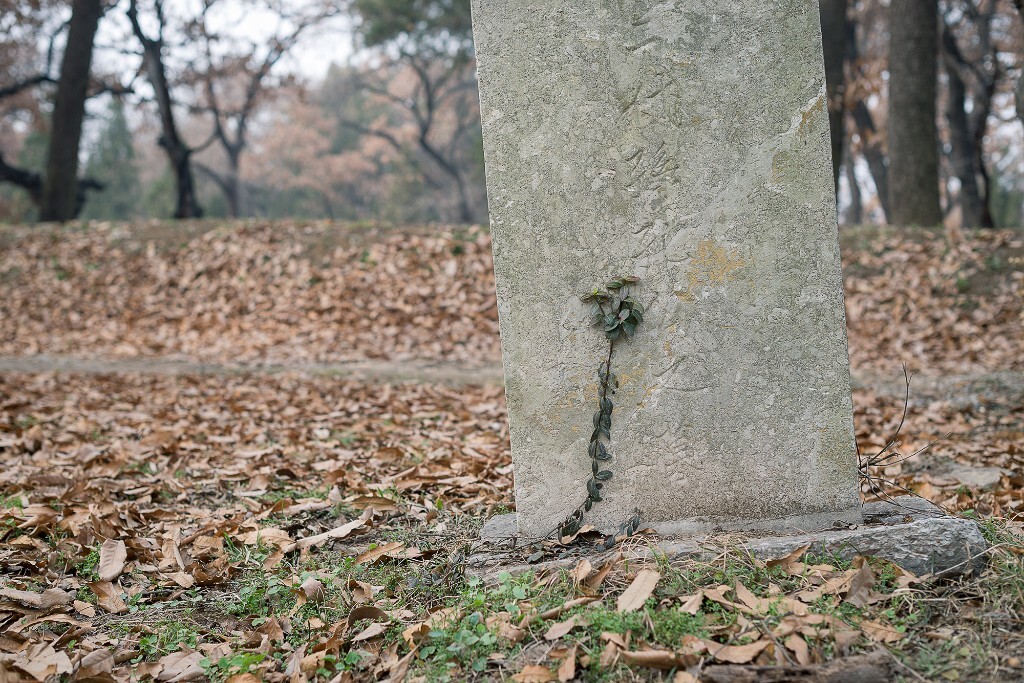 孔林，孔家墓地