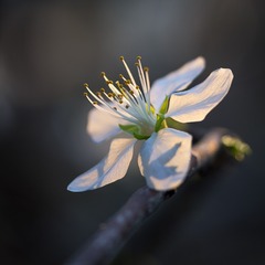 3.1