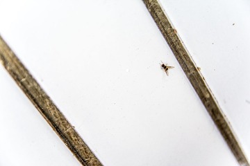 USO_6604