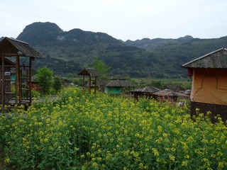 田园