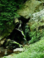 崖边草