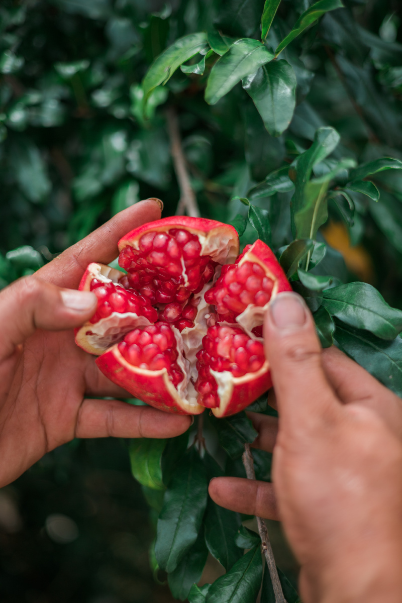 大凉山山货——会理石榴 - 胡文凯hdr - 图虫
