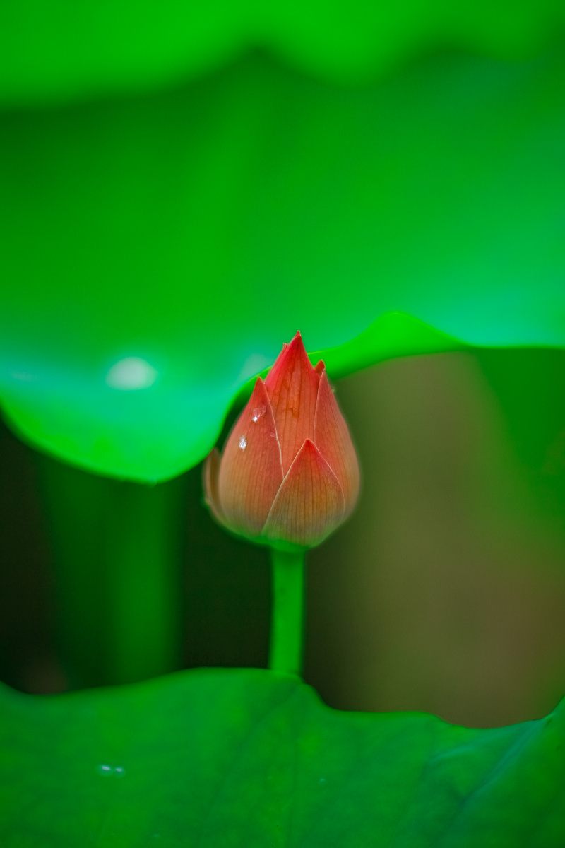 禅意绿色荷花抚州宜黄农禅小镇