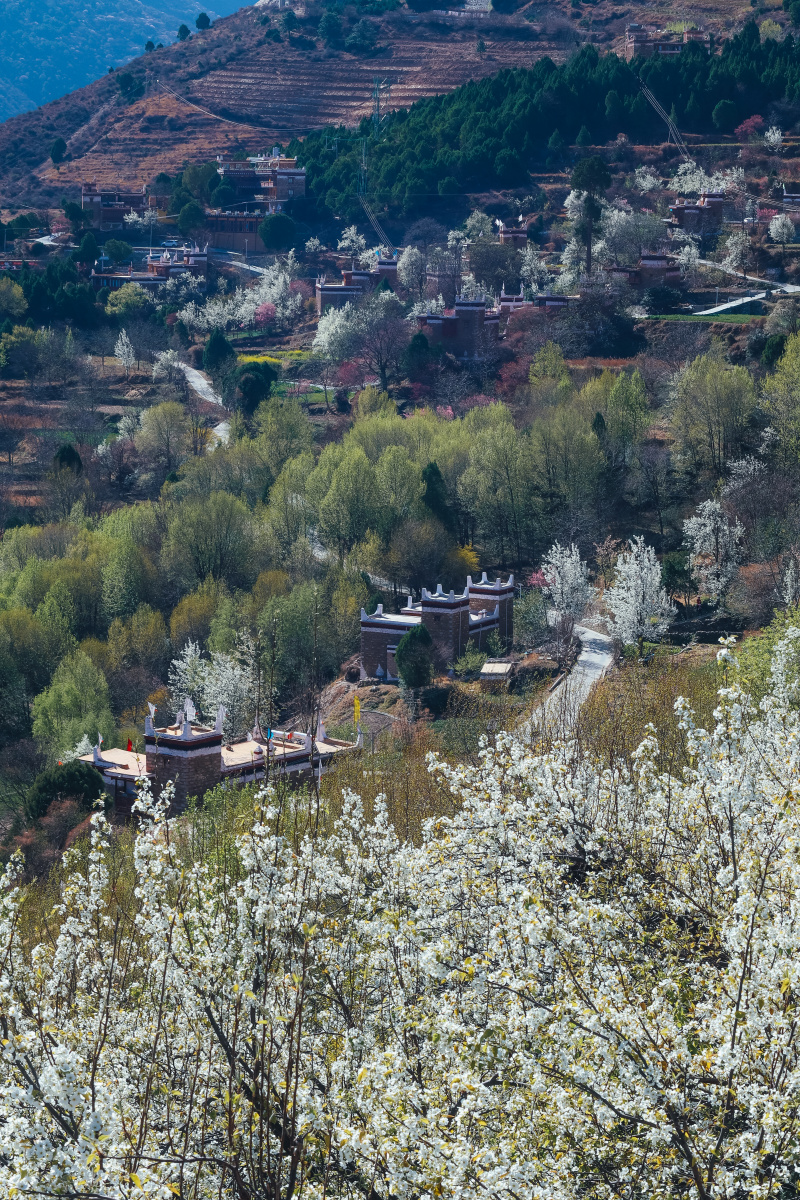 甲居藏寨之春是梨花满园