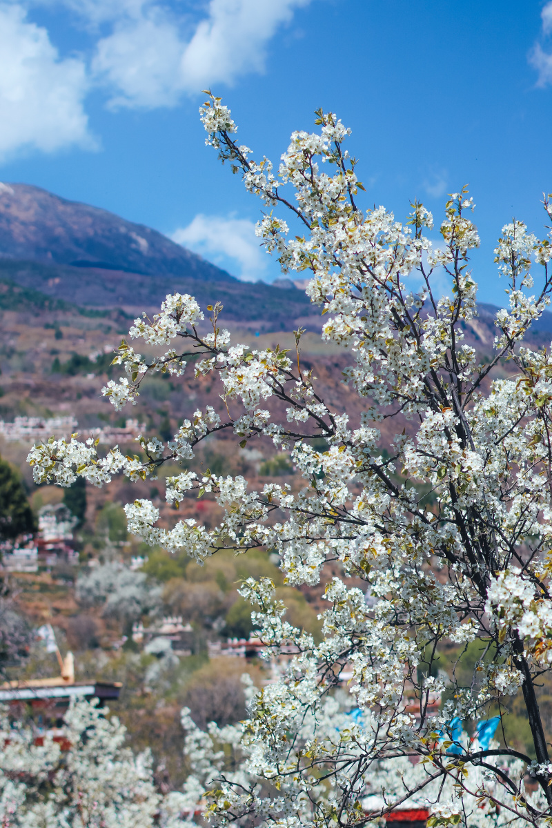 甲居藏寨之春是梨花满园