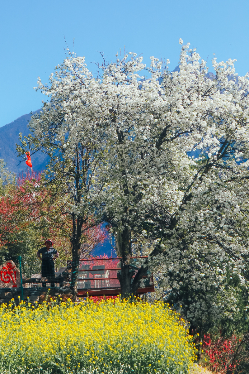 甲居藏寨之春是梨花满园