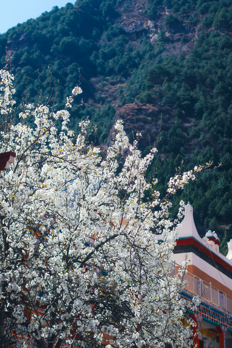 甲居藏寨之春是梨花满园