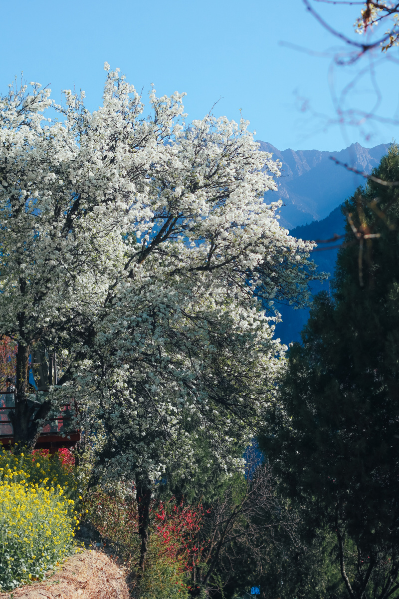 甲居藏寨之春是梨花满园