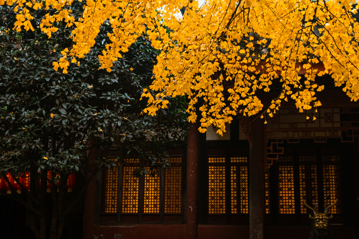初冬银杏金黄的文殊院