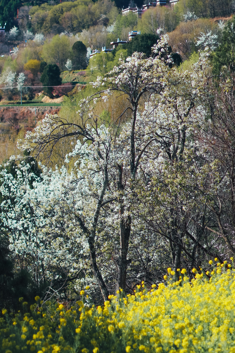 甲居藏寨之春是梨花满园