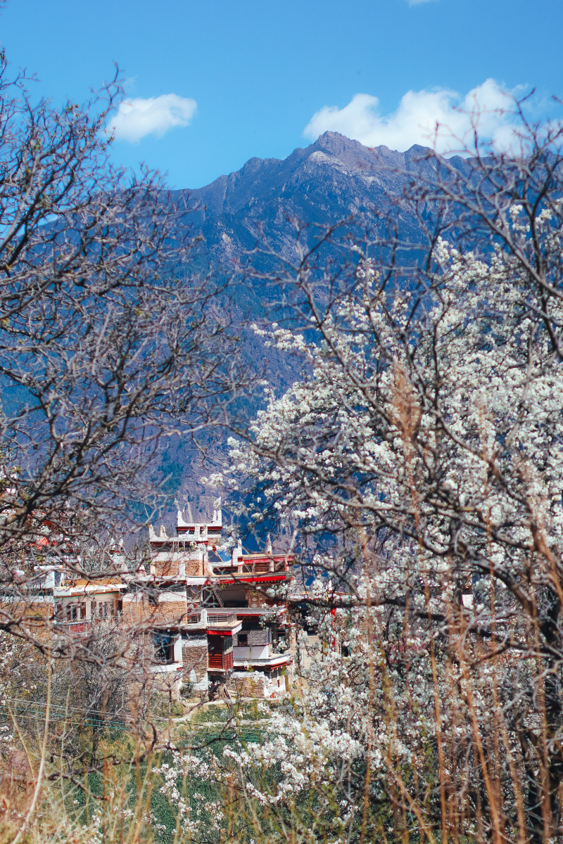 甲居藏寨之春是梨花满园
