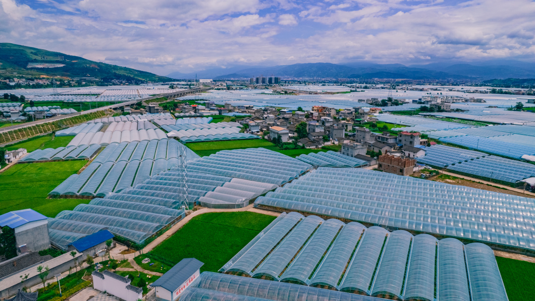 阳光玫瑰葡萄建园