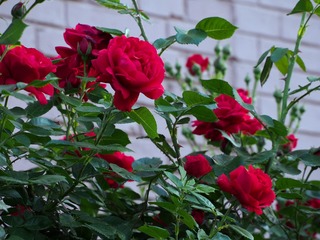 P6050321_
