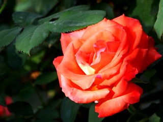 P6050350_