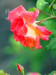P6050338__