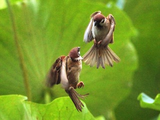 IMG_6095_