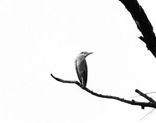 眸_