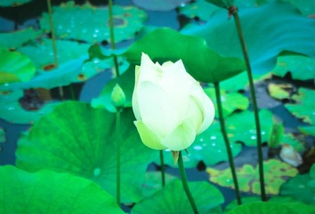 IMG_0072-1
