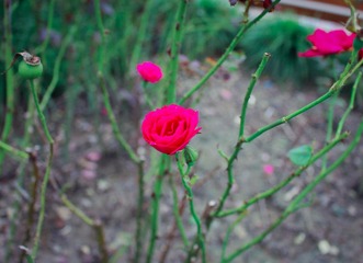IMG_0102-1