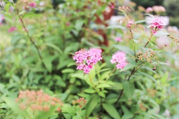 IMG_0119-1