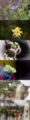 水中月花