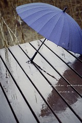 雨中小品 90微距