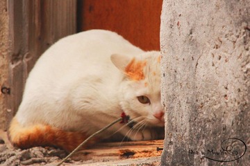猫（胆小鬼）