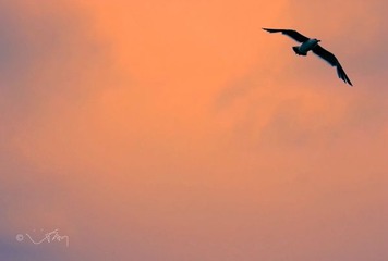 IMG_2745__